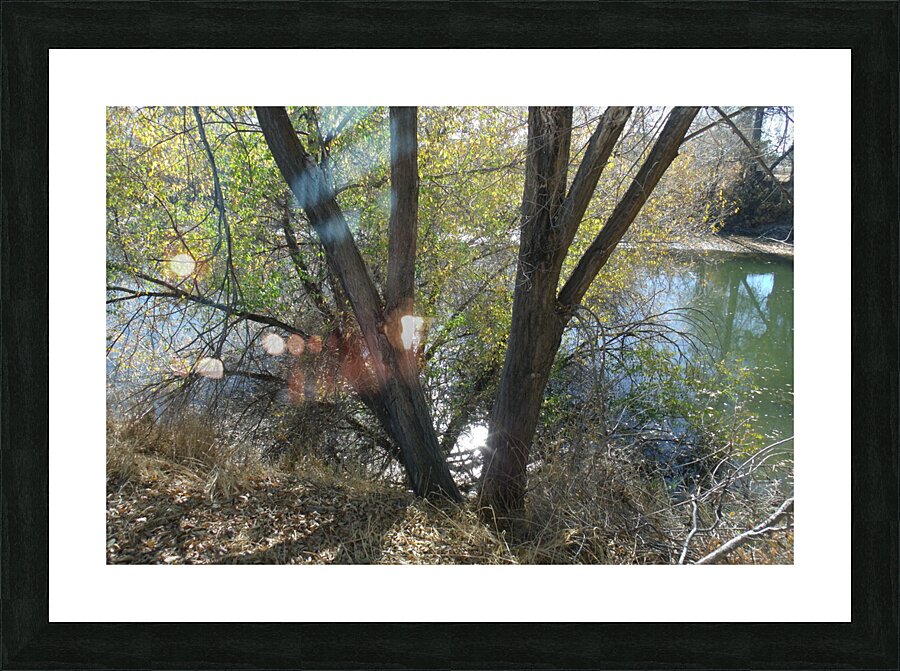 Lost River Trees 1 Picture Frame print