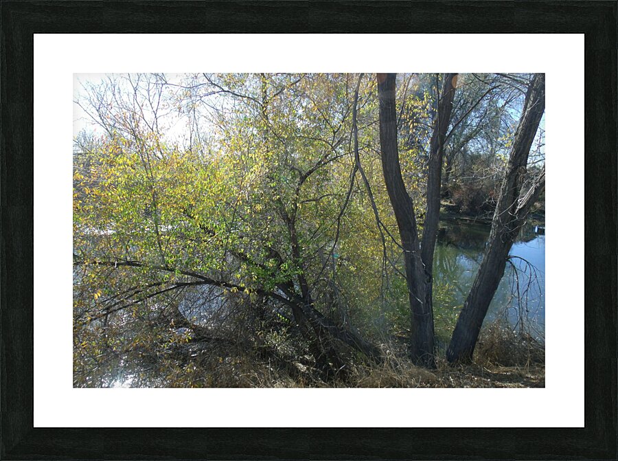 Lost River Trees 5 Picture Frame print