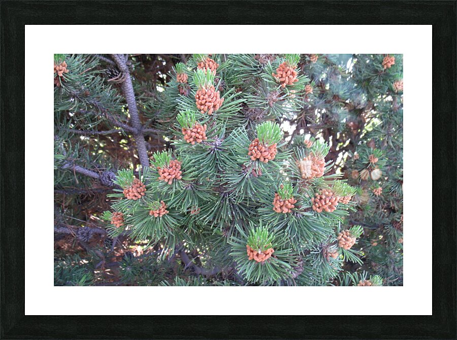 Mountain Pine 2 Picture Frame print
