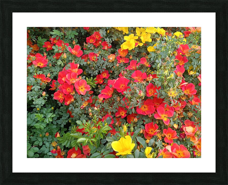 Wild Roses 3 Picture Frame print