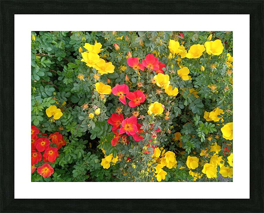 Wild Roses 4 Picture Frame print