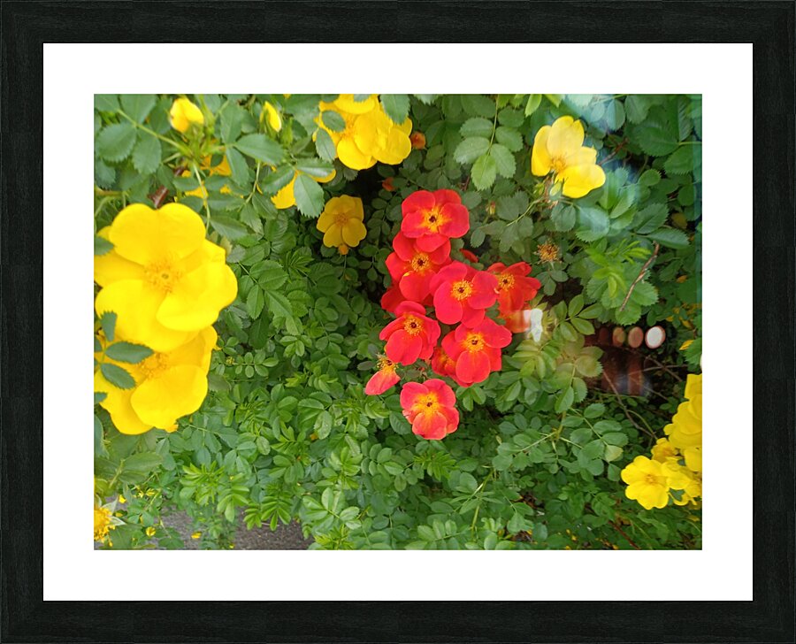 Wild Roses 5 Picture Frame print