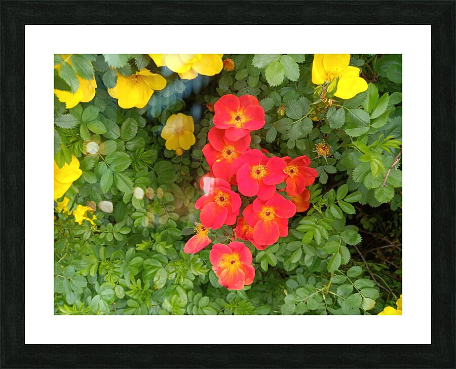 Wild Roses 6 Picture Frame print