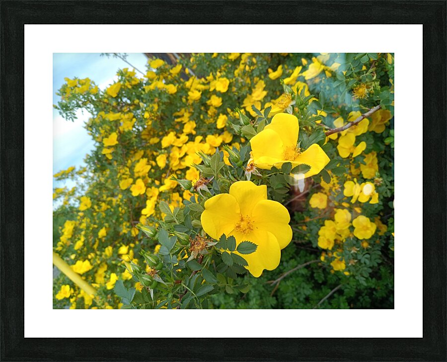 Wild Roses 8 Picture Frame print