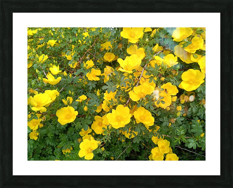 Wild Roses 9 Picture Frame print