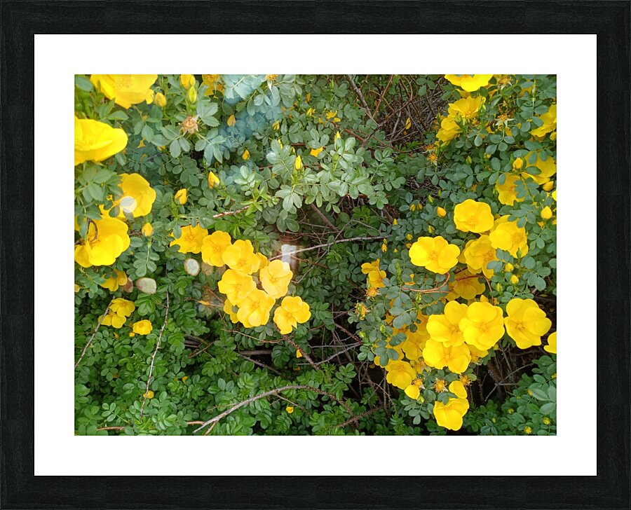 Wild Roses 10 Picture Frame print