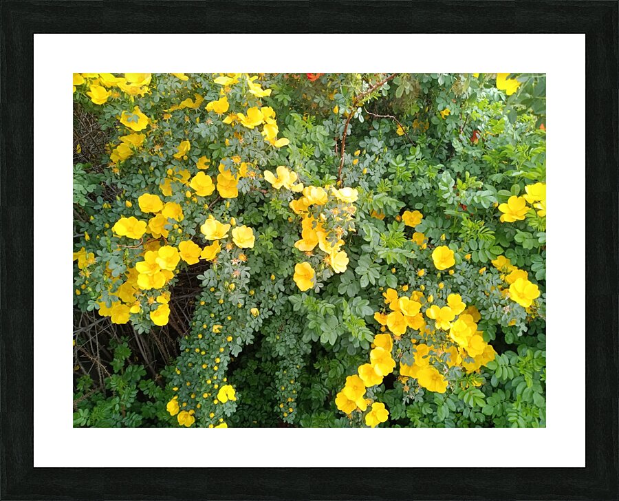 Wild Roses 11 Picture Frame print