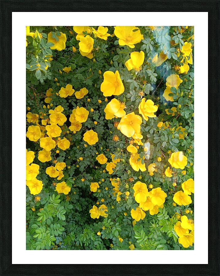 Wild Roses 12 Picture Frame print