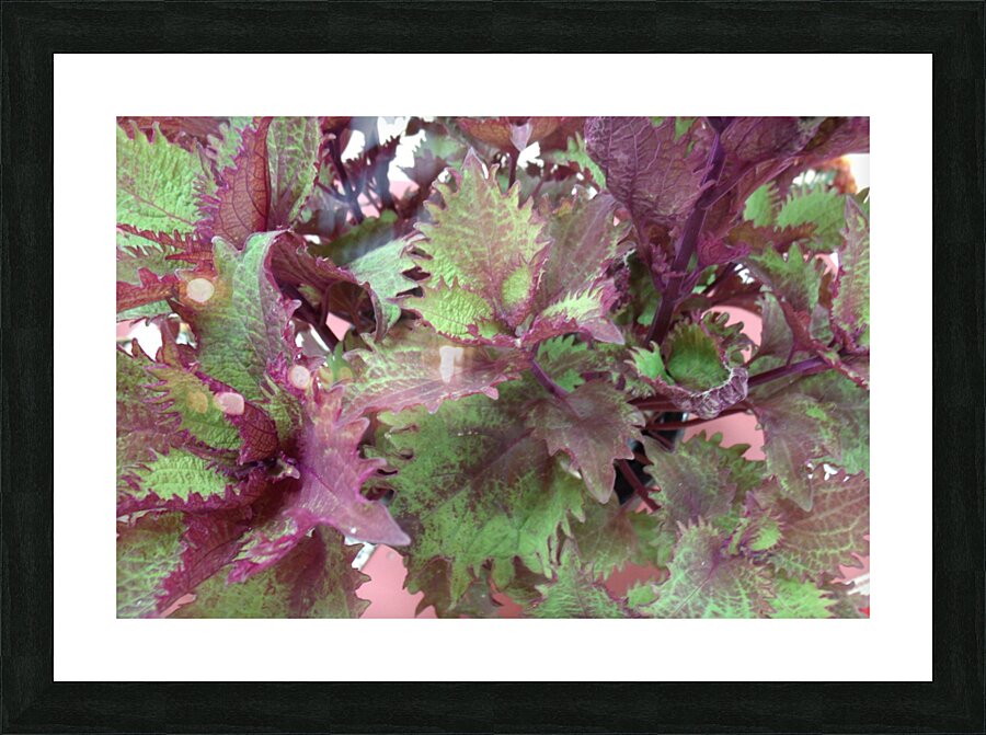 Coleus 1 Picture Frame print