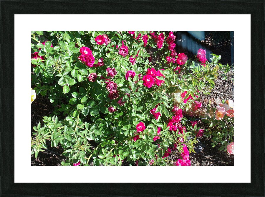 Drift Roses 1 Picture Frame print