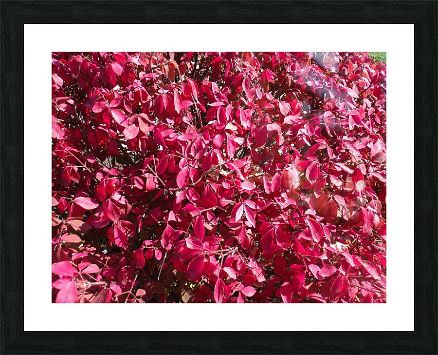 Red Leaves 1 Picture Frame print