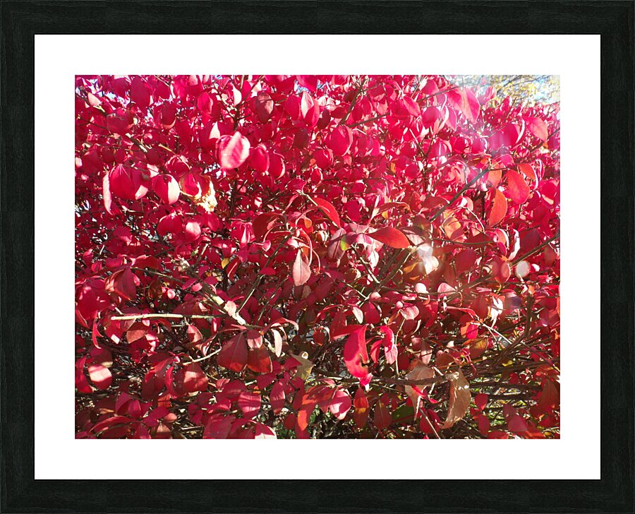 Red Leaves 2 Picture Frame print