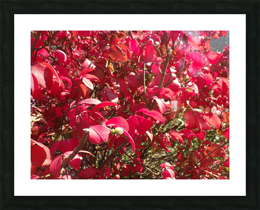 Red Leaves 3 Picture Frame print
