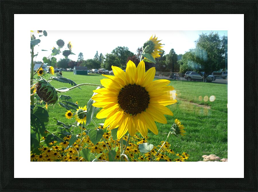 Sunflower 1 Picture Frame print