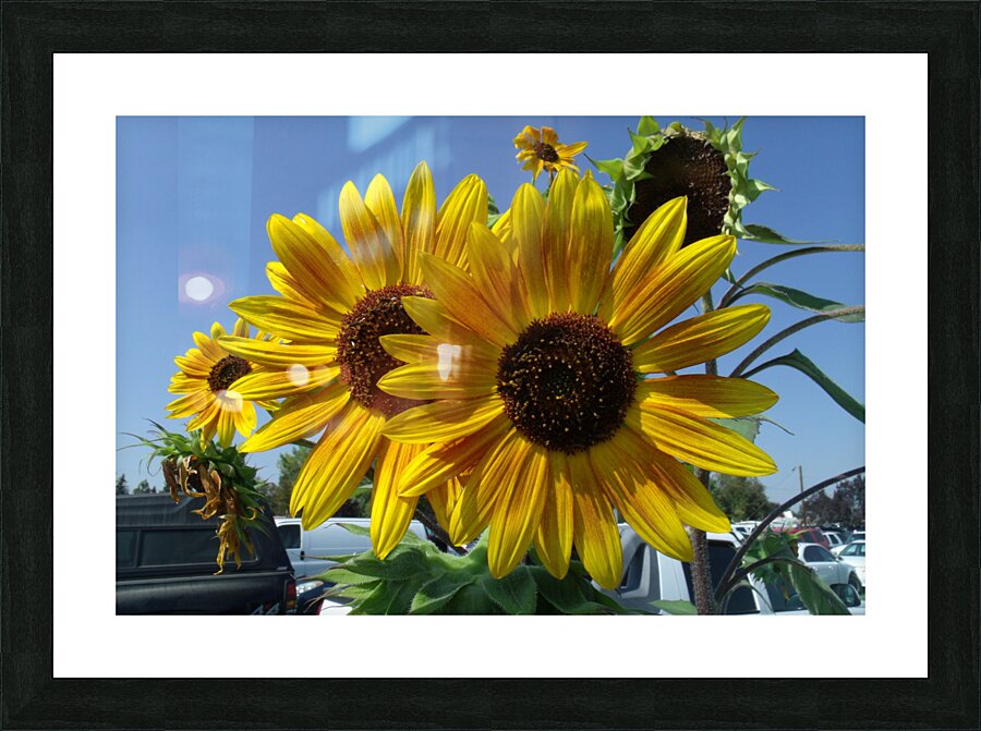 Sunflowers 1 Picture Frame print