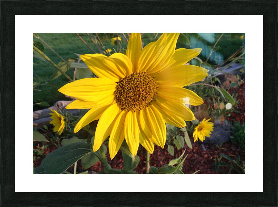 Sunflower 2 Picture Frame print