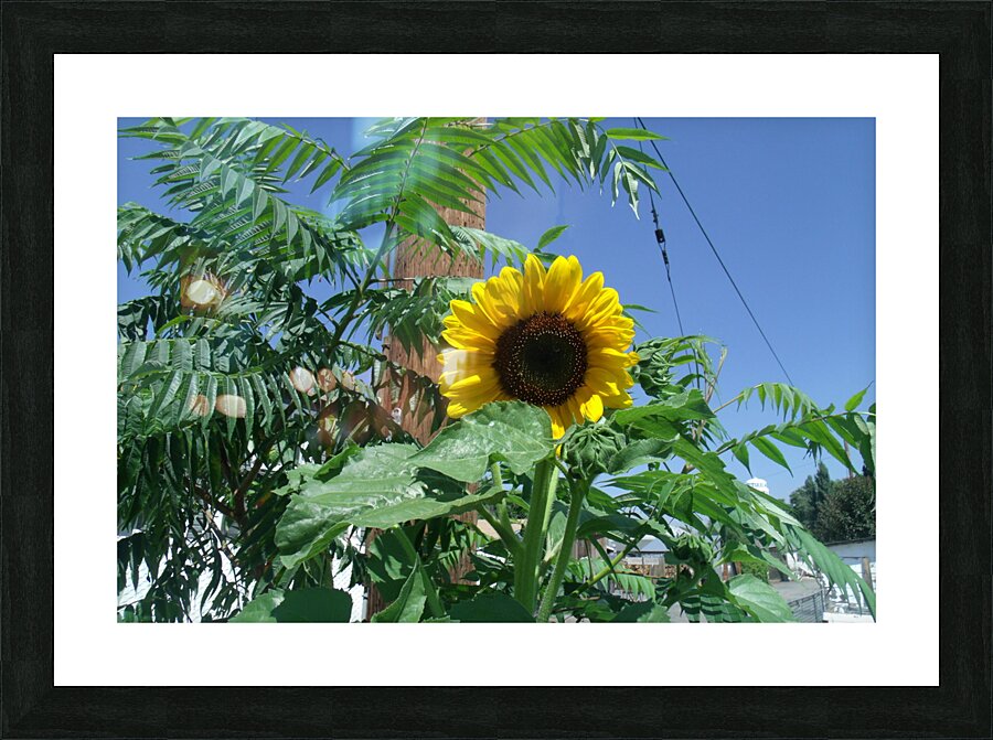 Sunflower 3 Picture Frame print