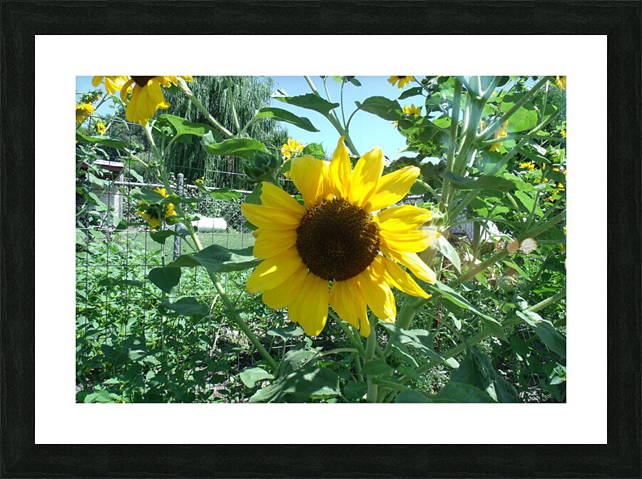 Sunflower 4 Picture Frame print