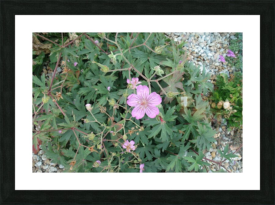 Lavender Geranium 1 Picture Frame print