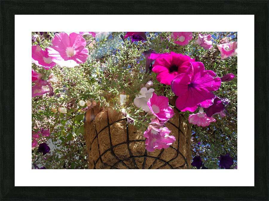 Flower Baskets 1 Picture Frame print