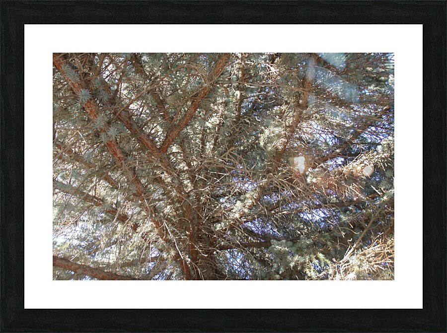 Cemetery Old Pine 2 Picture Frame print