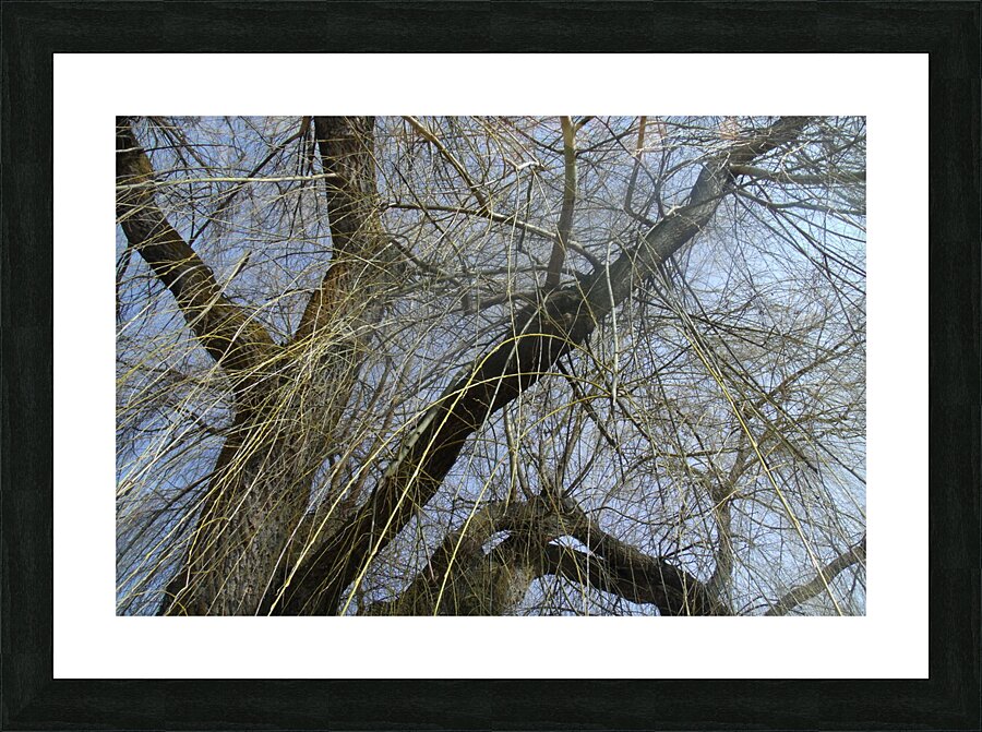  Winter Willow 1 Picture Frame print