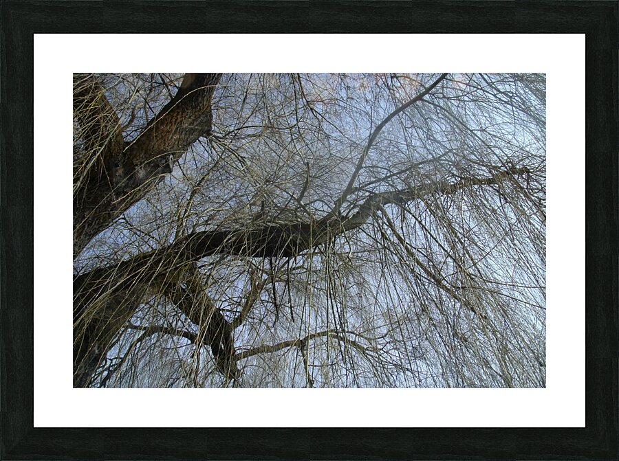  Winter Willow 2 Picture Frame print