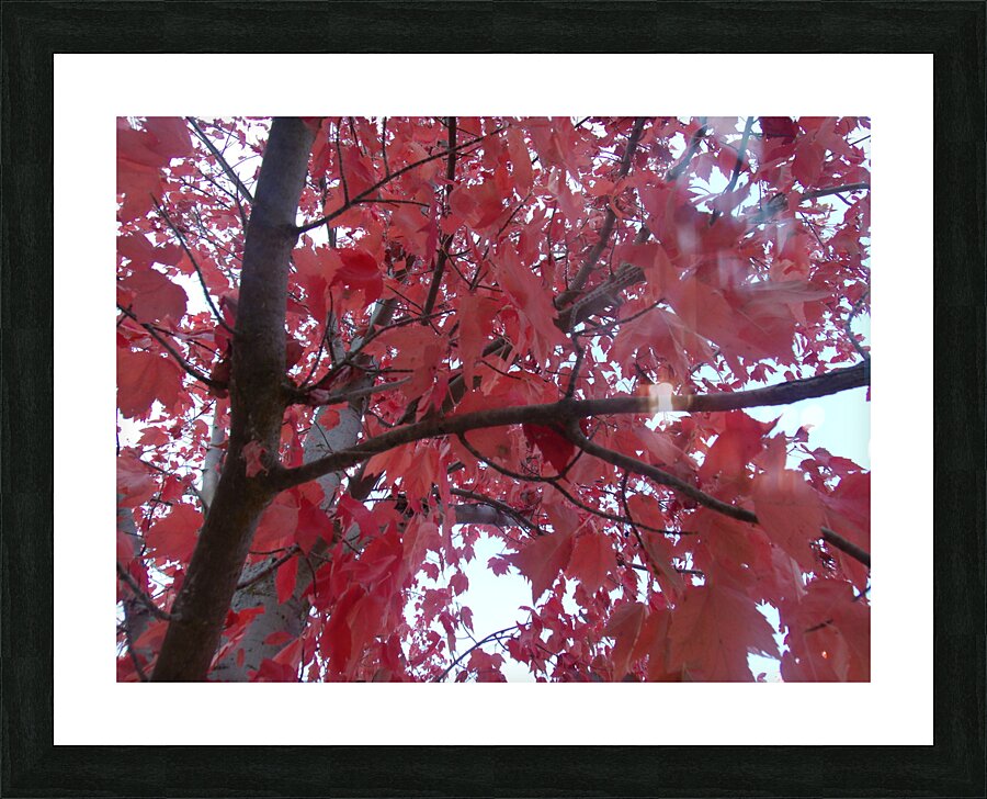 Maple Leaves 2 Picture Frame print