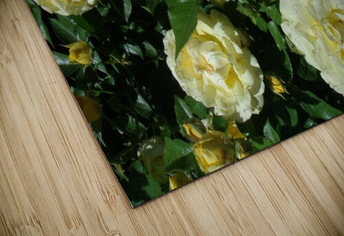 Yellow Roses  Sherrie Larch puzzle