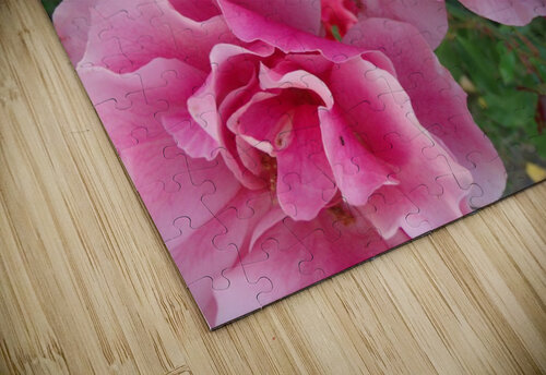 Five Pink Roses  Sherrie Larch puzzle