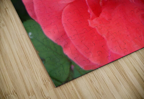 A Pink Rose Closeup  Sherrie Larch puzzle