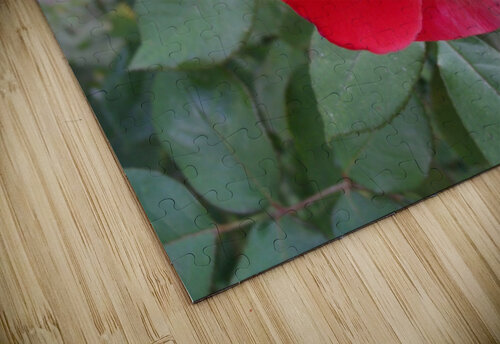 A Red Rose 1 Sherrie Larch puzzle