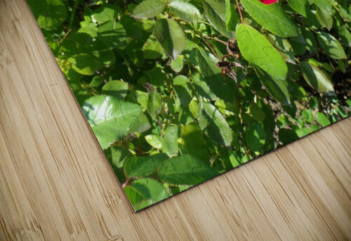 A Single Red Rose Sherrie Larch puzzle