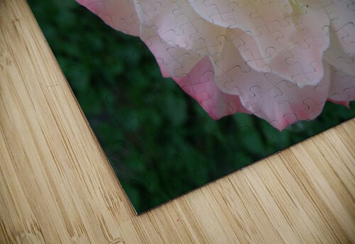 A White Rose 1 Sherrie Larch puzzle