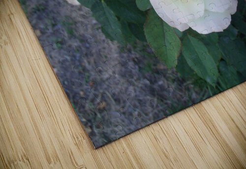 A White Rose 2 Sherrie Larch puzzle