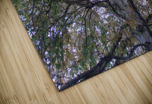 Birch Trees In Fall 1 Sherrie Larch puzzle