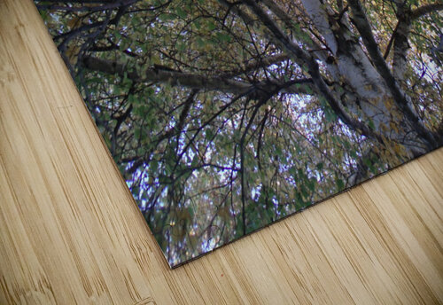 Birch Trees In Fall 2 Sherrie Larch puzzle