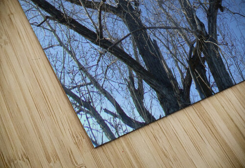 Lost River Winter Trees 7 Sherrie Larch puzzle