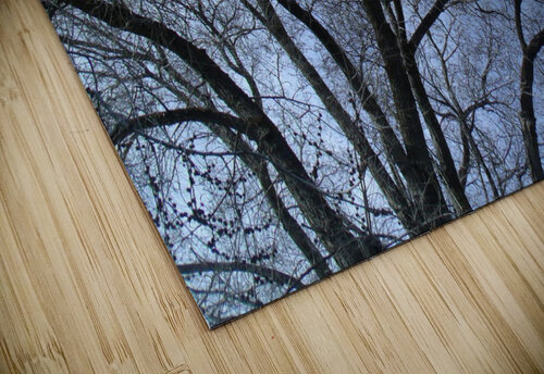 February Tree 1 Sherrie Larch puzzle
