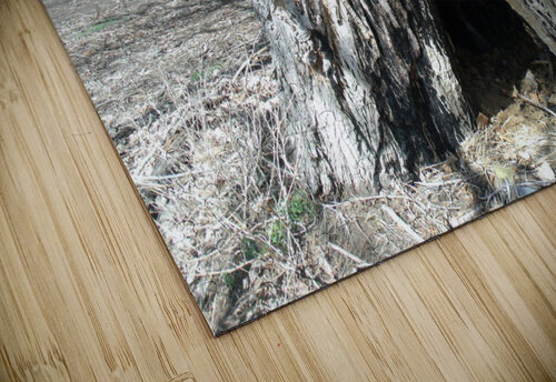 Old Trees 2  Sherrie Larch puzzle