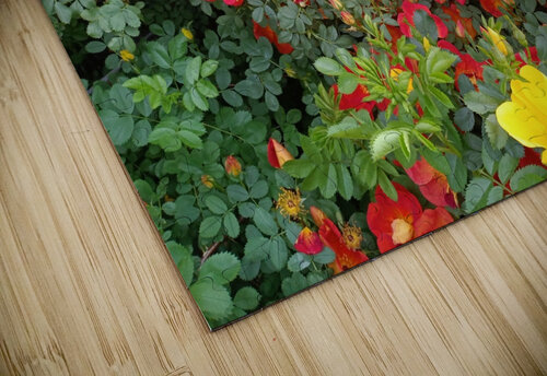 Wild Roses 3 Sherrie Larch puzzle