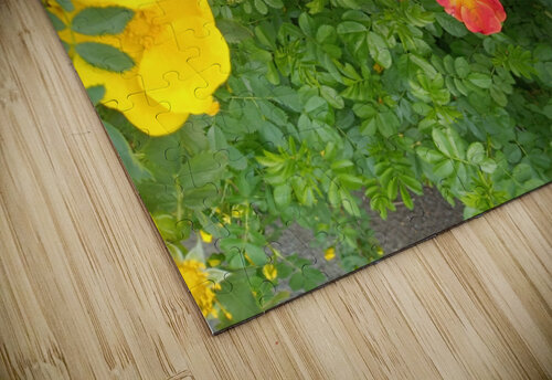Wild Roses 5 Sherrie Larch puzzle