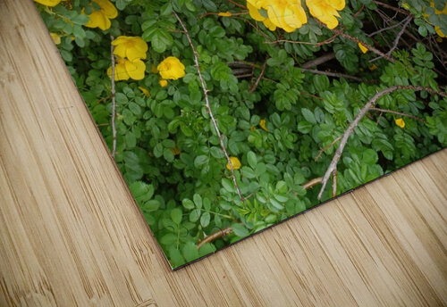 Wild Roses 10 Sherrie Larch puzzle