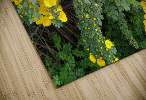 Wild Roses 11 Sherrie Larch puzzle