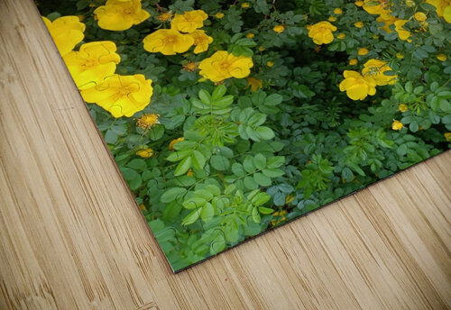 Wild Roses 12 Sherrie Larch puzzle
