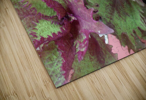 Coleus 1 Sherrie Larch puzzle