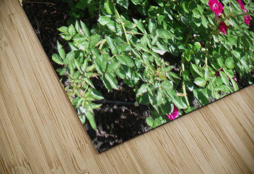 Drift Roses 1 Sherrie Larch puzzle