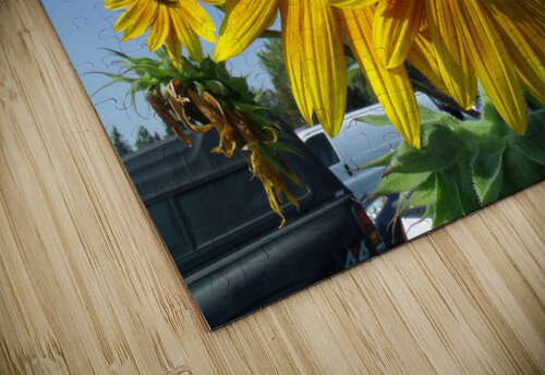 Sunflowers 1 Sherrie Larch puzzle