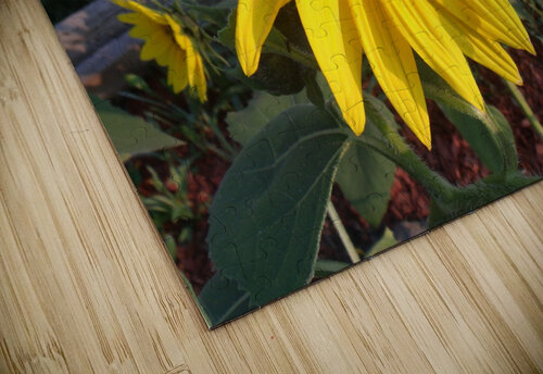 Sunflower 2 Sherrie Larch puzzle