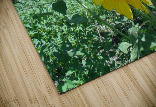 Sunflower 4 Sherrie Larch puzzle